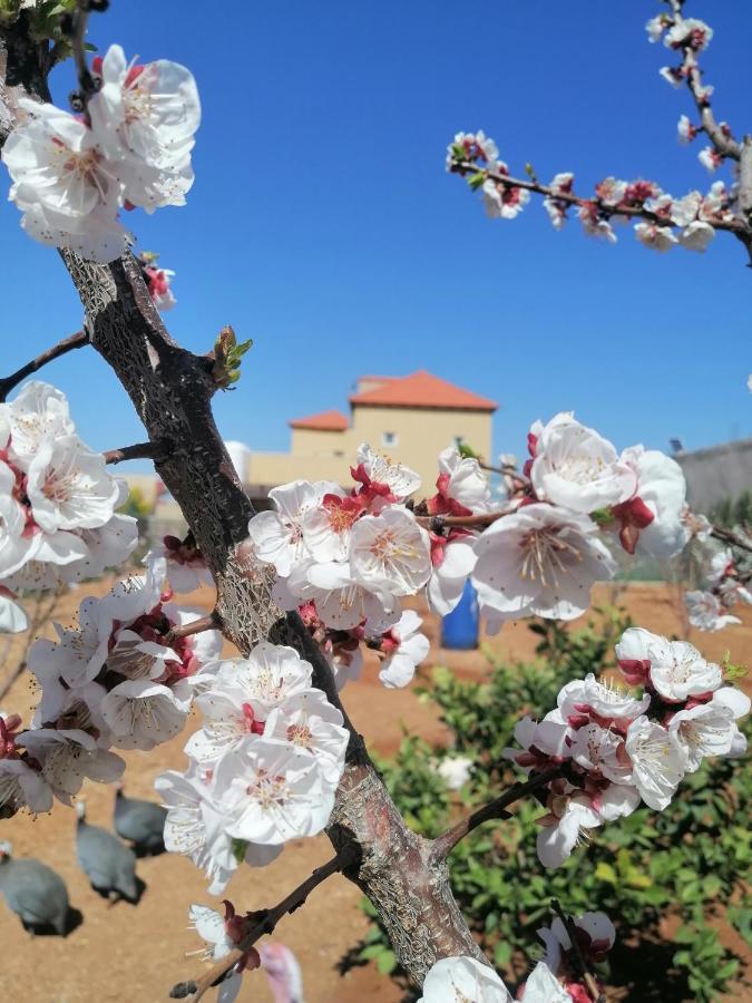 Villa Zee Madaba Ngoại thất bức ảnh